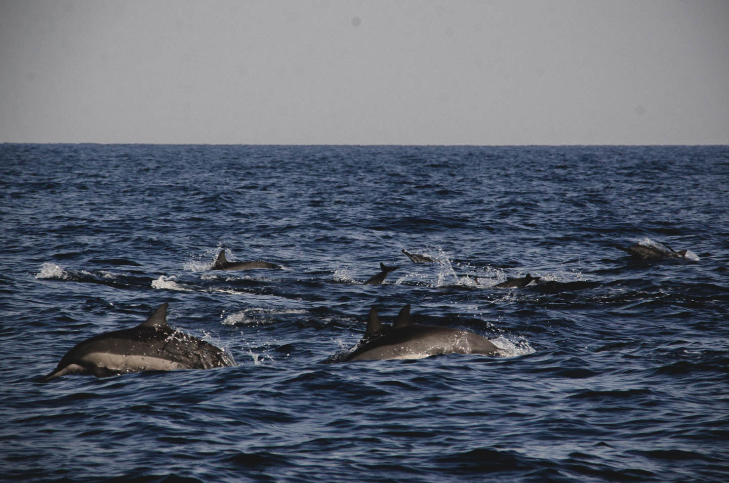 oman-maskat-muscat-shangri-la-al-jissah-al-husn-al-bandar-qatar-hotel-delfin-dolphin-watching-4